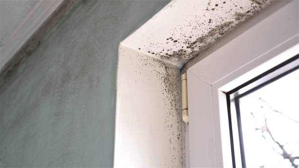 Best Emergency Mold Remediation  in Bishop, TX